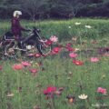 50歳からのバイク写真撮影 #10【秋桜②】