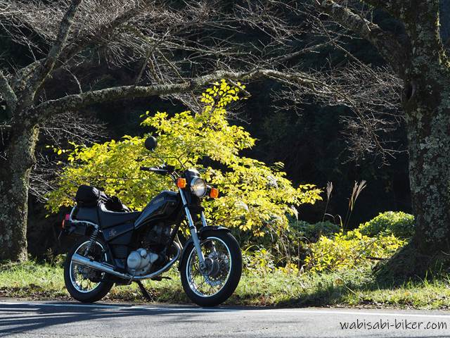 黄葉とオートバイ YAMAHA SR125