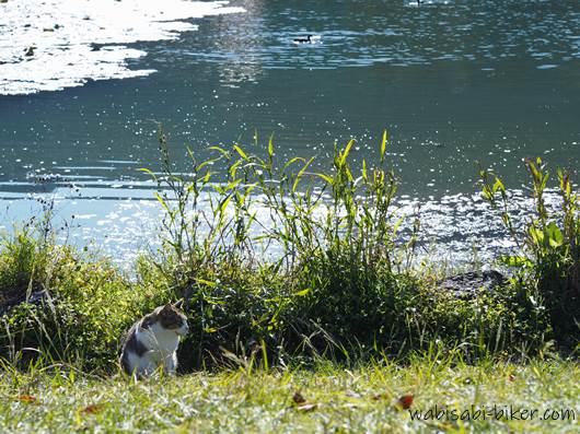 ネコと池のある風景