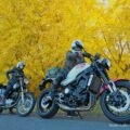 50歳からのバイク写真撮影 #17【XSR900×黄葉】