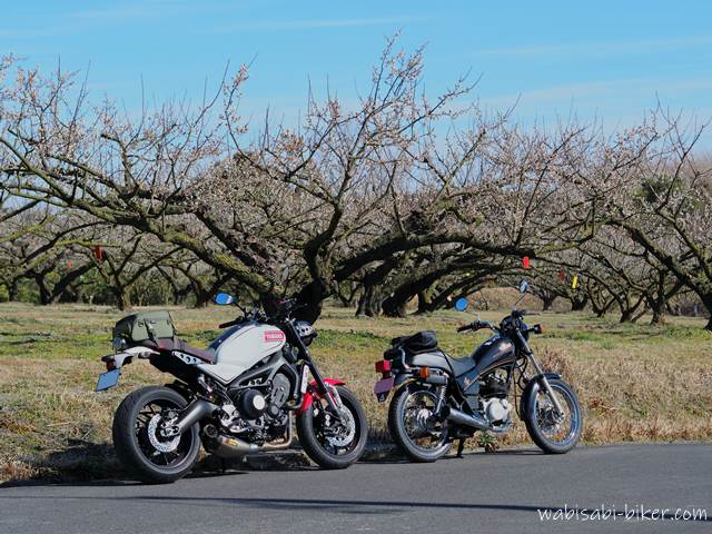 白梅とオートバイ XSR900,SR125