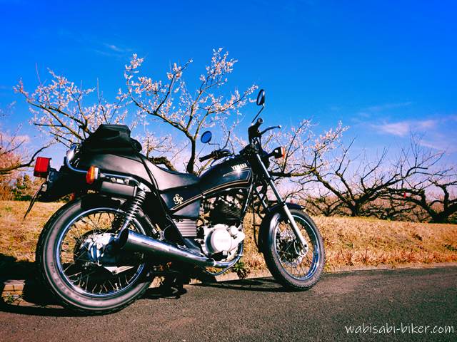 白梅とオートバイ YAMAHA SR125