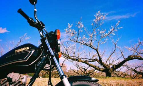 白梅が咲く梅園の前に停めたYAMAHA SR125と、背景に広がる青空。2月に撮影した季節の移ろいを感じるバイク写真。