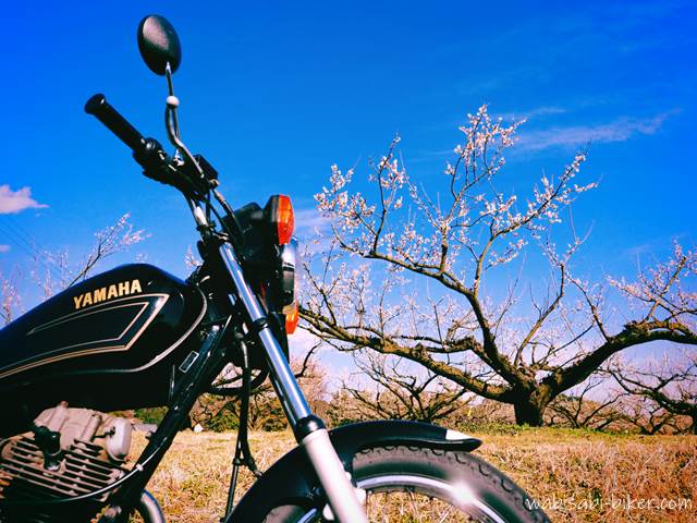白梅とオートバイ YAMAHA SR125