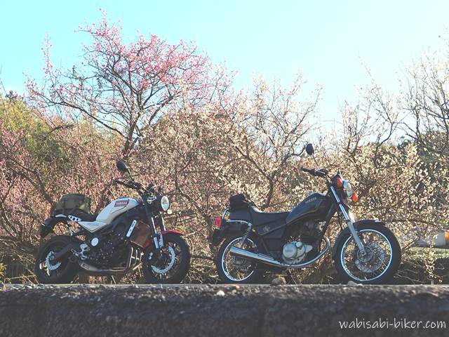 梅の花とオートバイ XSR900,SR125