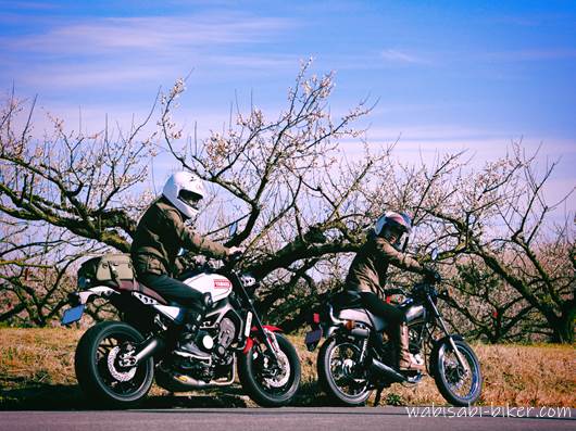 梅とオートバイ 夫婦バイク写真