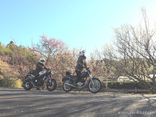 梅の花とオートバイ 夫婦バイク写真