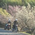 50歳からのバイク写真撮影 #24【梅の花(夫婦編)】