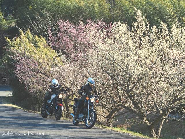 梅の花とオートバイ 夫婦バイク写真