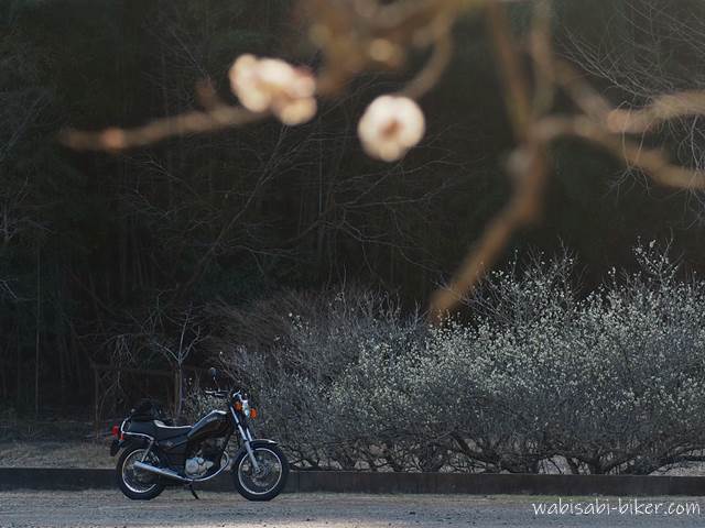 梅の花とバイクのある風景