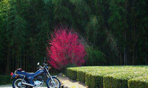 紅梅と茶畑とオートバイ YAMAHA SR125
