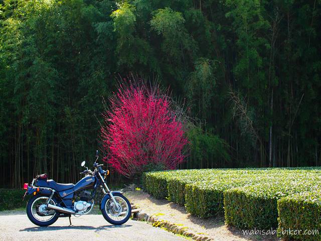 紅梅と茶畑とオートバイ YAMAHA SR125