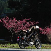 桜とオートバイに跨るバイク乗り