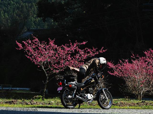 桜とオートバイに跨るバイク乗り