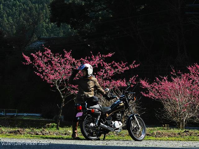 寒緋桜と女性バイク乗り
