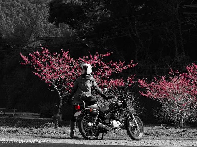 桜と女性バイク乗り パートカラー