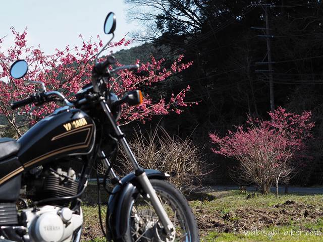 寒緋桜とオートバイ YAMAHA SR125