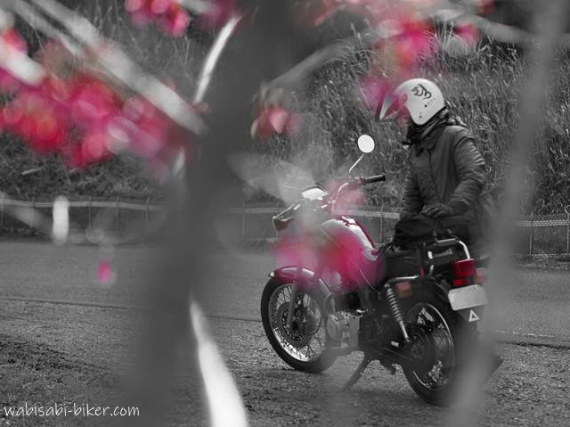 桜と女性バイク乗り パートカラー