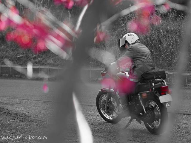 桜とバイク乗り パートカラー
