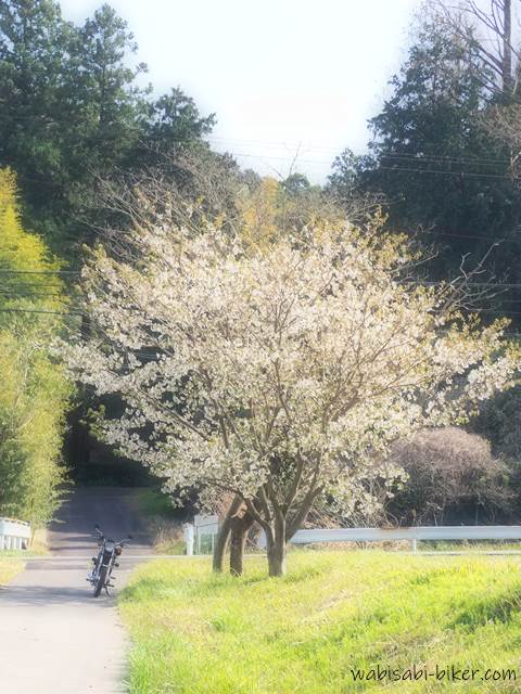 白い桜とバイクのある風景