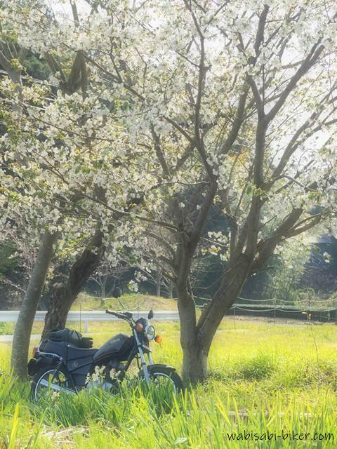 白い桜とオートバイ YAMAHA SR125