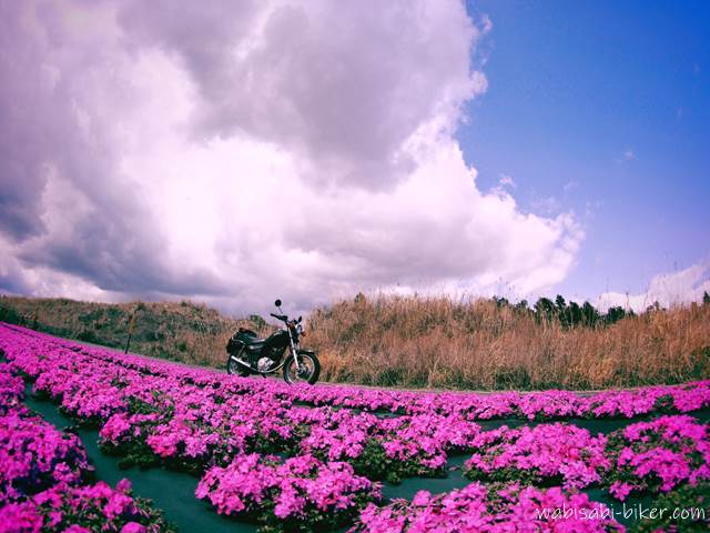 芝桜とオートバイと積乱雲