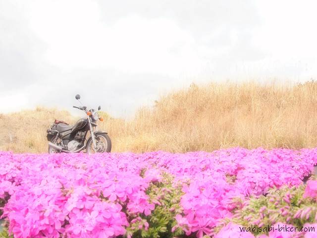 芝桜とオートバイ YAMAHA SR125