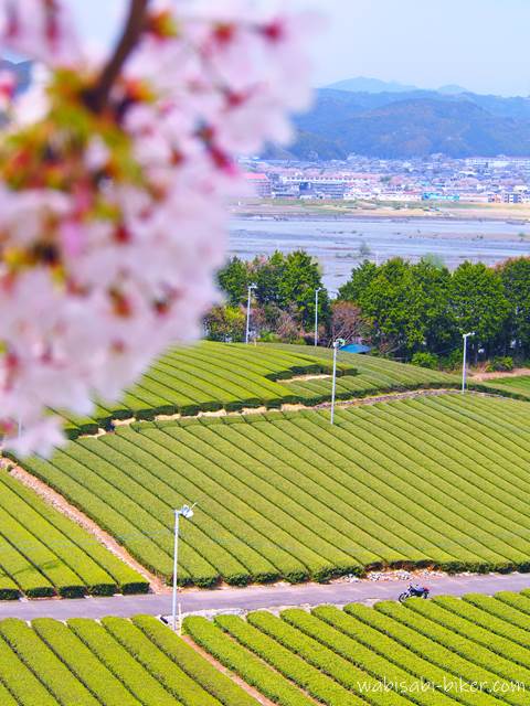 茶畑と桜とバイクのある風景