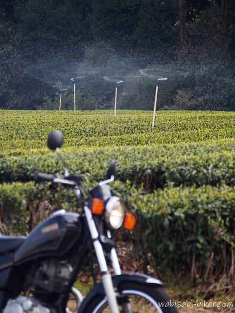 茶畑のスプリンクラーとオートバイ YAMAHA SR125