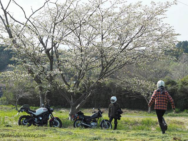 白い桜とオートバイ 夫婦バイク写真