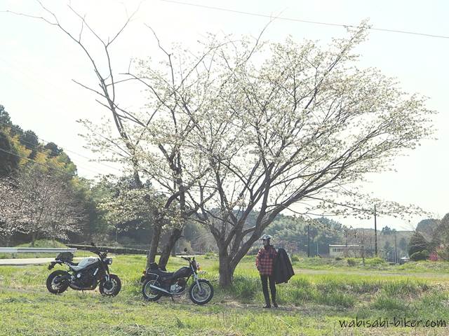 白い桜と2台のオートバイとバイク乗り