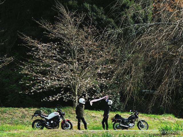 桜とスカーフとオートバイ 夫婦バイク写真