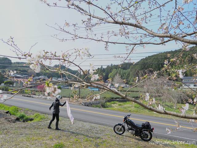 桜とオートバイ スカーフとバイク乗り
