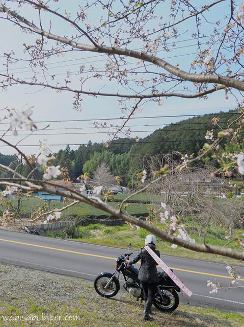 桜とオートバイ スカーフとバイク乗り