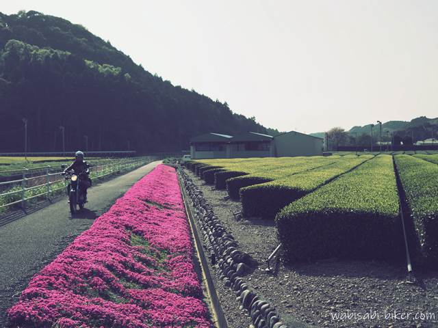 芝桜と茶畑沿いを走るオートバイ