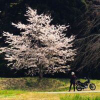桜とバイク乗り、お花見する風景