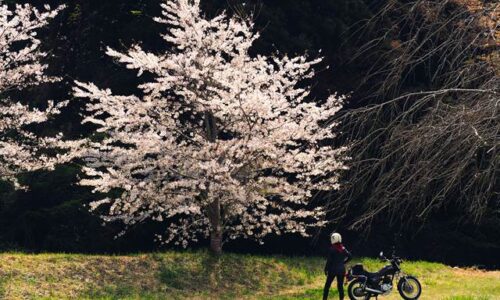 桜とバイク乗り、お花見する風景