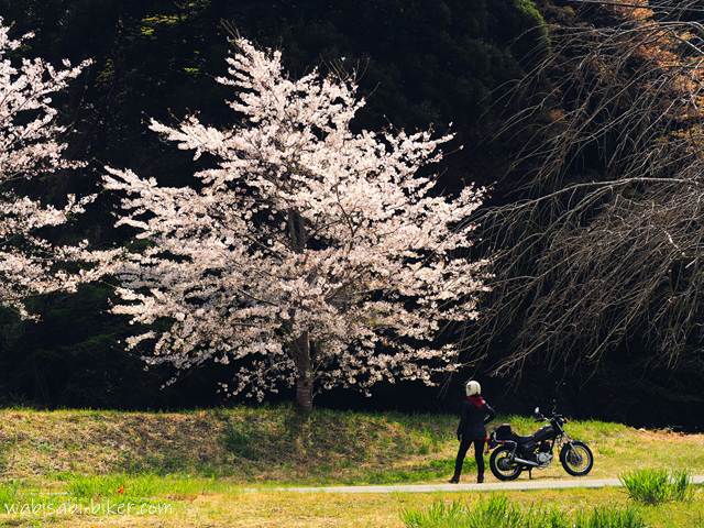 桜とバイク乗り、お花見する風景