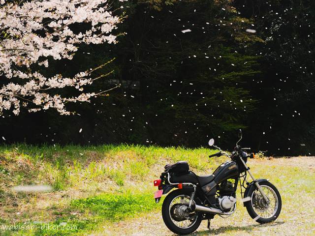 桜吹雪と黒いオートバイ YAMAHA SR125
