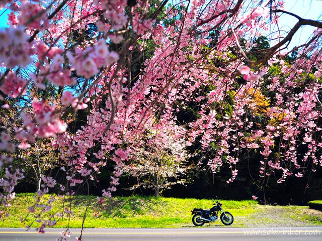 しだれ桜越しのオートバイのある風景