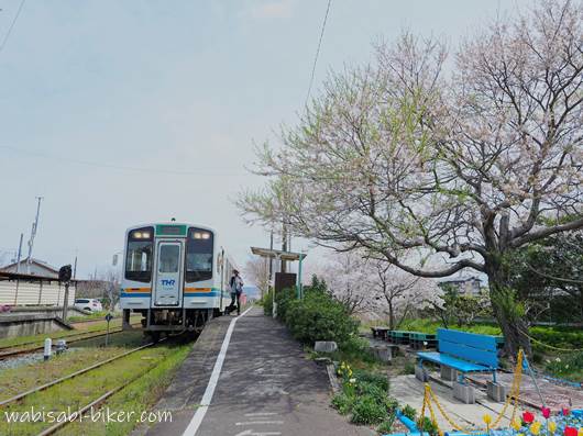 天浜線 桜木駅 桜と白い電車