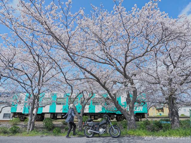 桜と天竜浜名湖鉄道とバイク乗り
