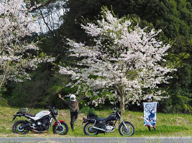 桜とオタ活バイク写真