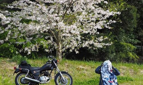 桜とオタ活バイク写真 志々雄真実