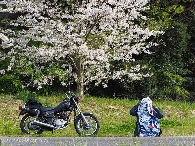 桜とオタ活バイク写真 志々雄真実