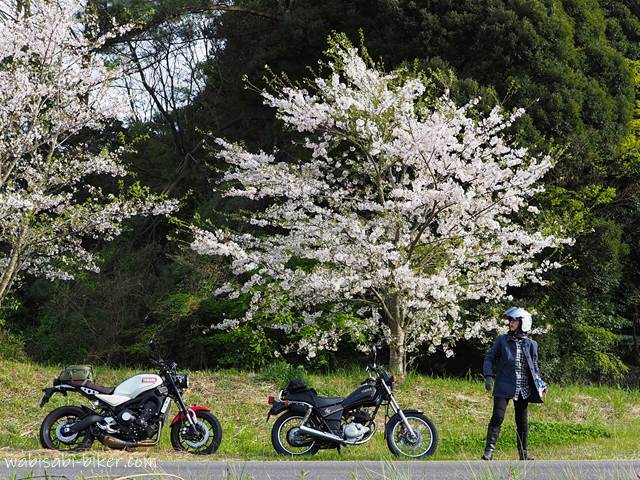 桜とオートバイとバイク乗り