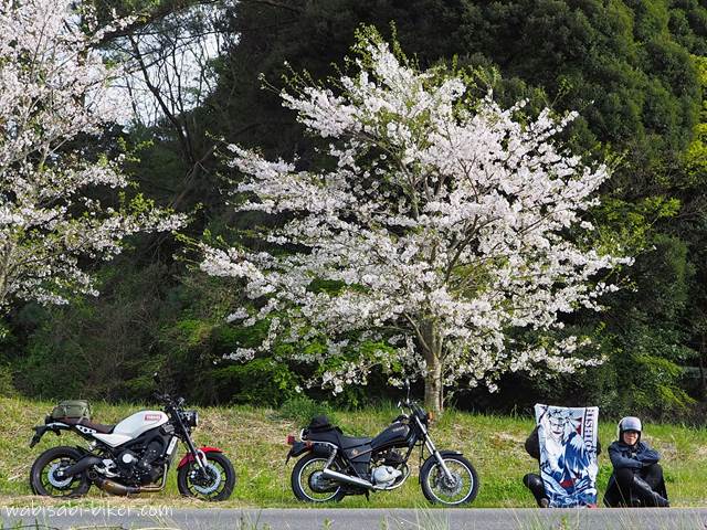 桜とオタ活バイク写真
