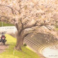 桜とバイクのある風景