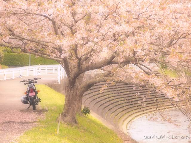 川沿いの桜とバイクのある風景