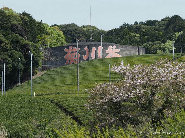 菊川茶と茶畑と桜